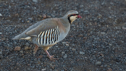Chukar bird on Haleakala crater in Maui Hawaii © William