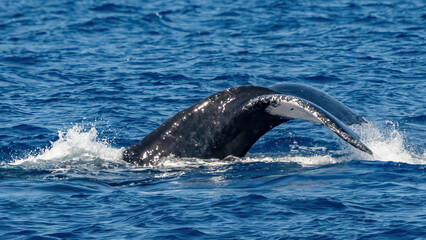 Humpback Whale activity off Maui Hawaii