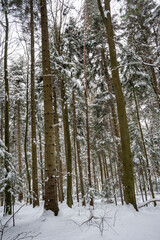 A serene winter landscape featuring tall evergreen trees covered in snow, creating a peaceful atmosphere. The image captures the beauty of nature in a snowy forest setting, ideal for outdoor themes.
