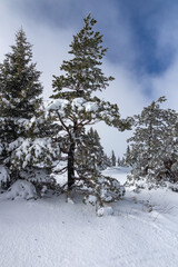 Naklejka premium Winter Landscape of Vitosha Mountain, Bulgaria