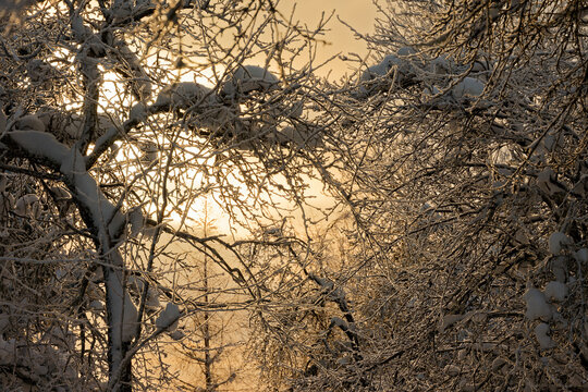 Old apple trees and a larch tree, covered with snow.
