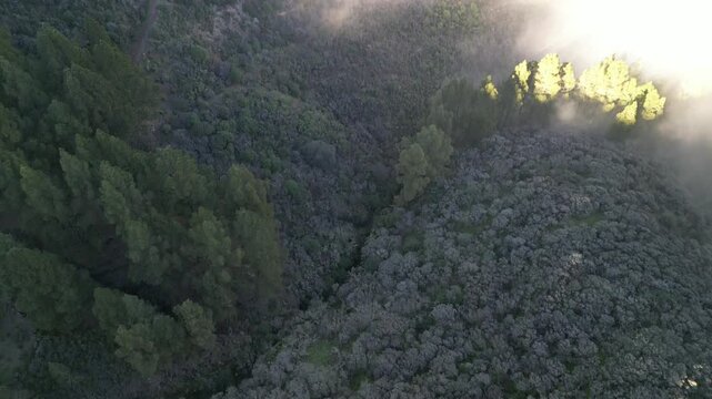 Gran Canaria &ndash; Wyspy Kanaryjskie &ndash; Hiszpania &ndash; Niesamowite widoki g&oacute;rskie uchwycone dronem. Szczyty g&oacute;rskie, chmury, las, skały i g&oacute;rskie drogi.