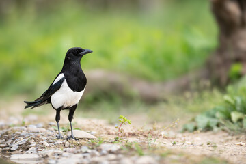 Eurasian magpie standing on ground with green natural background and copy space