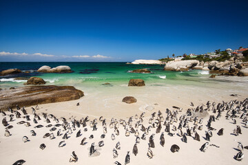 Obraz premium Penguin Colony at Boulders Beach Cape Peninsula during Sunny Day, Cape Town