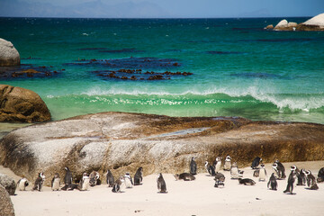 Penguin Colony at Boulders Beach Cape Peninsula during Sunny Day, Cape Town