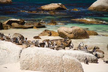 Penguin Colony at Boulders Beach Cape Peninsula during Sunny Day, Cape Town