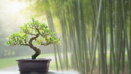 bonsai tree with bamboo