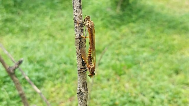 Asilidae or robber flies, predatory flies, cannibal insects