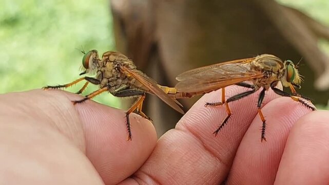 Asilidae or robber flies, predatory flies, cannibal insects