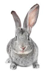 Cute fluffy Easter bunny isolated on white © New Africa