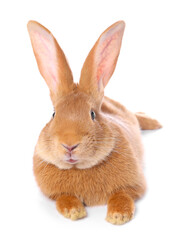 Obraz premium Cute fluffy Easter bunny isolated on white