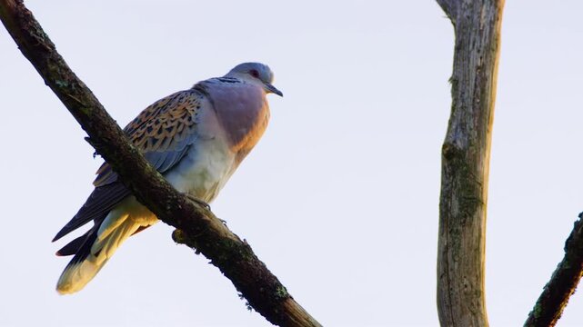 European turtle dove perching on a tree branch at sunset, looking around in its natural habitat