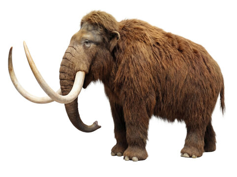 Woolly mammoth side view, isolated (PNG)