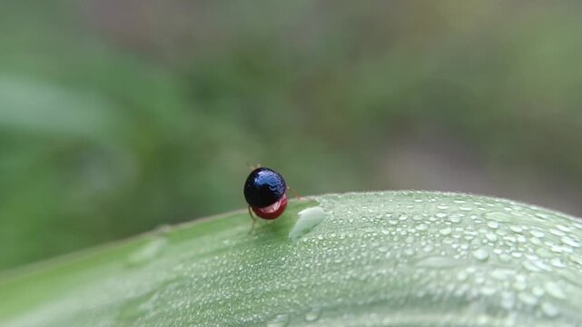 ladybug on leaf