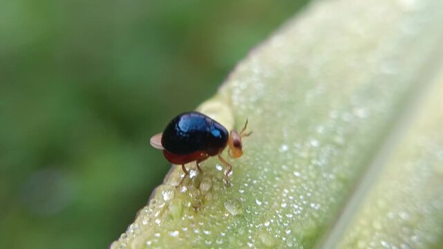 ladybug on leaf