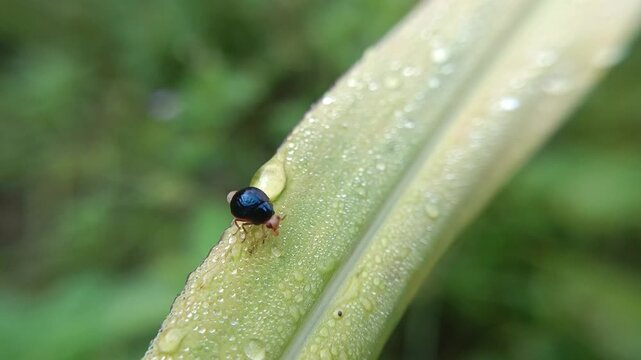 Macro of a small, cute ladybug from the Celyphidae family on a leaf against a blurred background. This small fly from the Diptera order disguises itself as a ladybug thanks to its enlarged scutellum, 