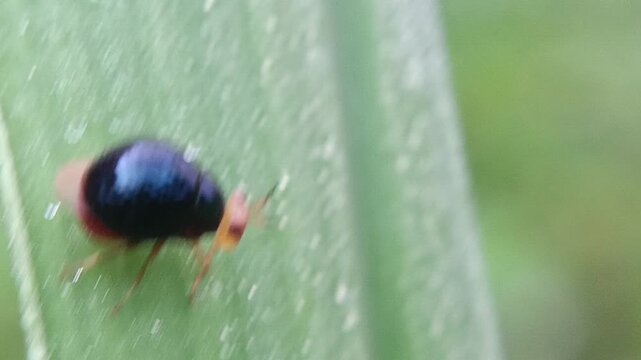 Macro of a small, cute ladybug from the Celyphidae family on a leaf against a blurred background. This small fly from the Diptera order disguises itself as a ladybug thanks to its enlarged scutellum, 