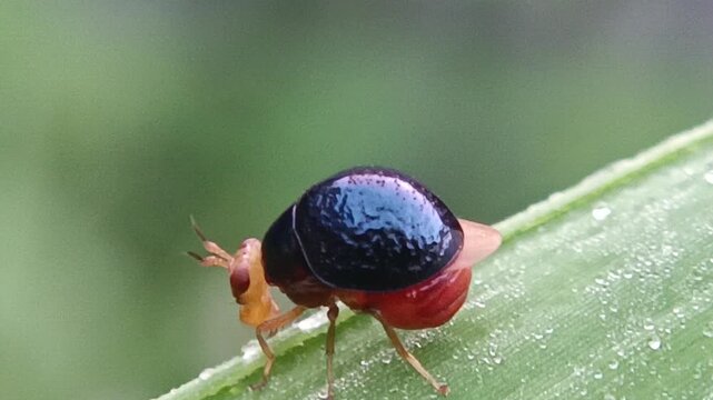 Macro of a small, cute ladybug from the Celyphidae family on a leaf against a blurred background. This small fly from the Diptera order disguises itself as a ladybug thanks to its enlarged scutellum, 