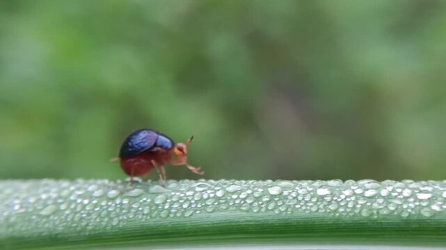 Macro of a small, cute ladybug from the Celyphidae family on a leaf against a blurred background. This small fly from the Diptera order disguises itself as a ladybug thanks to its enlarged scutellum, 