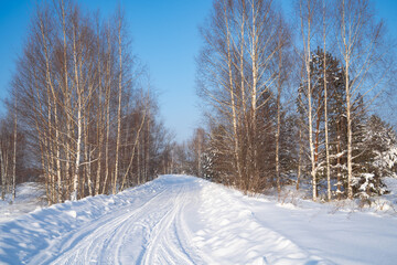 Obraz premium winter forest after a snowfall, sunny day, trees in the snow