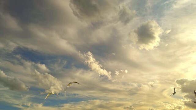 Gulls Flying In The Cloudy Sky With Blue Sky Background Footage..
