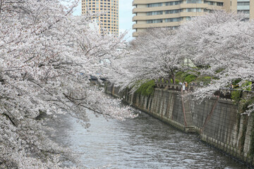 街中と流れる川と桜並木