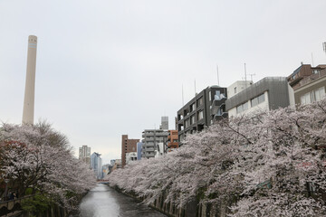 街中の川べりの桜