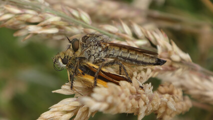 Golden-tabbed robber fly (Eutolmus rufibarbis), female holding her prey - the Essex skipper butterfly (Thymelicus lineola) © Distracted_by_Bugs