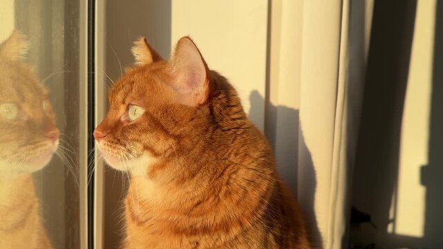 Cute adult orange cat sitting in the sunset sunlight by the window and looking outside close up