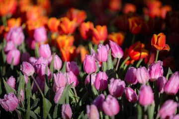 soft pink tulips in the garden. There are water droplets on it, on blur background for your designs