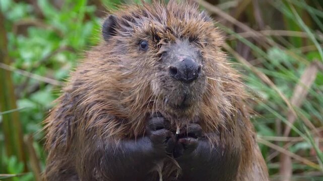 Close-up of a north american beaver grooming its wet fur with its paws in a natural habitat