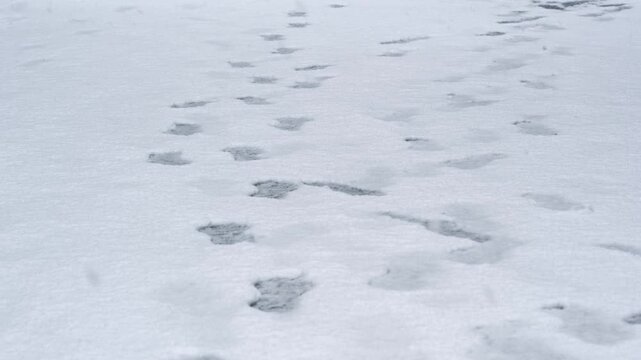 雪道と足跡