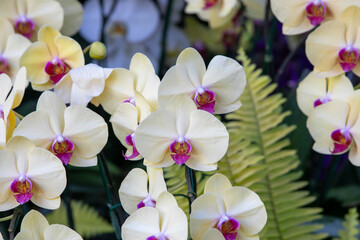 Close-up yellow orchid in the gaden