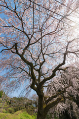 神社のしだれ桜（大分県竹田市）