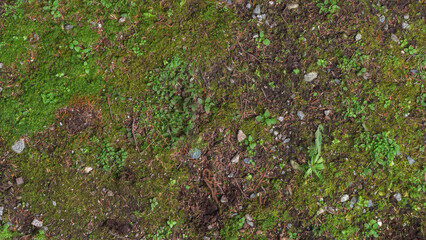 Obraz premium Closeup of forest ground.