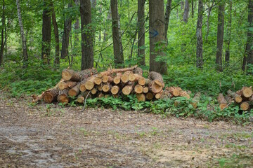 a pile of brown pine tree logs on the ground in the forest
