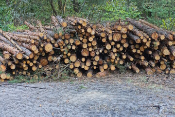a pile of brown pine tree logs on the ground in the forest