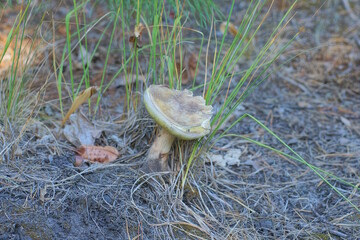 One large white mushroom grows in damp soil near green grass in a summer forest