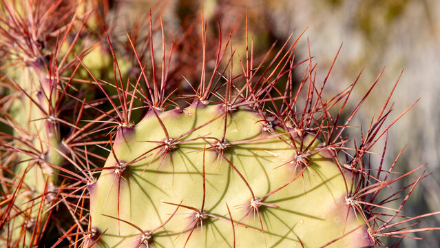 Prickly pear cactus plants in southern Texas in the Chihuahuan Desert