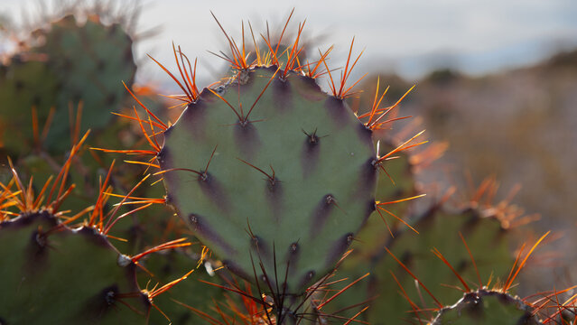 Prickly pear cactus plants in southern Texas in the Chihuahuan Desert