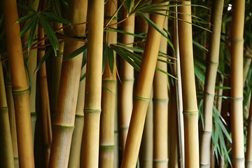 Obraz premium Natural Golden Bamboo Forest Background – Organic Stems and Foliage for Zen Wellness and Eco-Friendly Branding