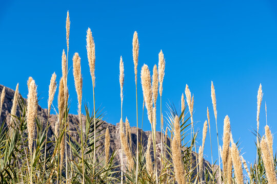 Tall reeds growing along the Rio Grande River in southern Texas