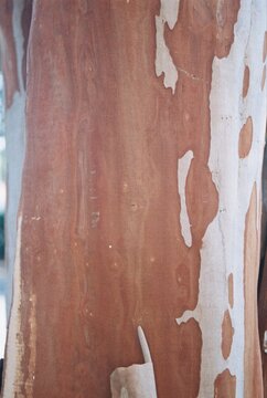 Lagerstroemia indica - Crape Myrtle Close-up of bark
