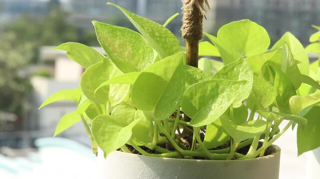 Misting golden pothos leaves with a spray bottle in the morning light.
