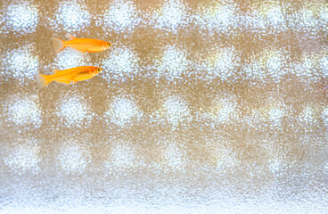 水槽の中のメダカ