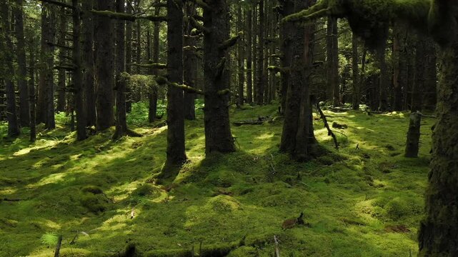 Small brown rabbit jumping across a lush green mossy clearing in an alaskan temperate rainforest
