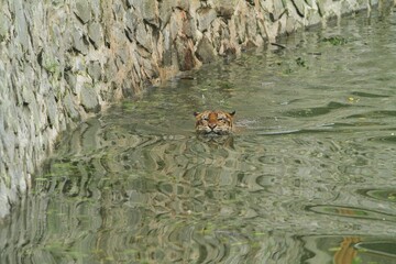 Fototapeta premium the head of a sumatran tiger is seen swimming in the pool