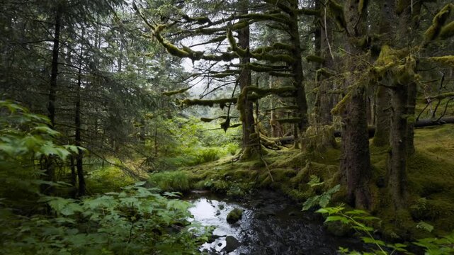 Wild stream meandering through a dense, mossy temperate forest in a remote wilderness landscape