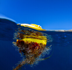 A buoy and its micro-life rope mark an area. © Francisco