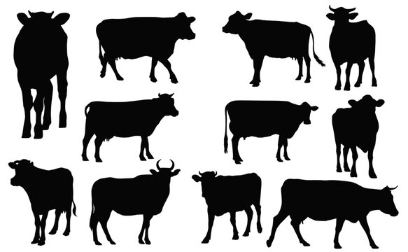 Cows Silhouettes Herd: A compilation of sleek silhouettes depicting a herd of cattle, showcasing the animals in various stances against a plain backdrop.